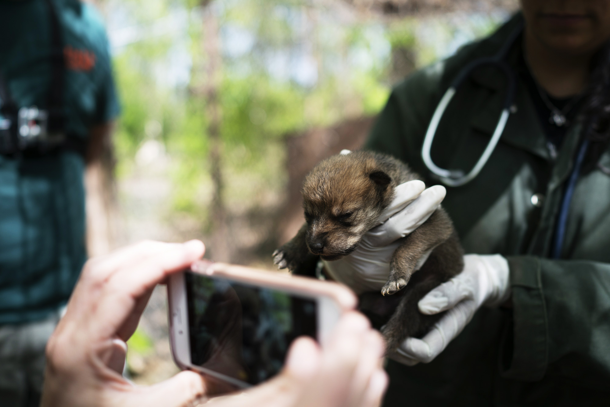 0006_EarthJustice_wolfPup_2_5-12-16_1354