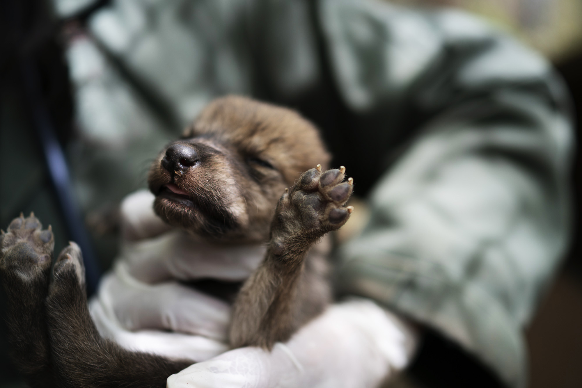 0007_EarthJustice_wolfPup_2_5-12-16_1374